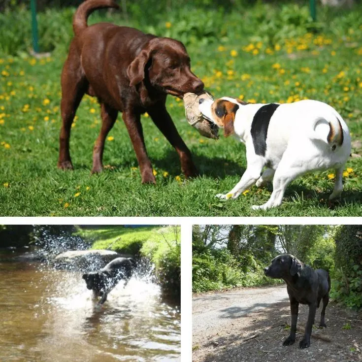 Holiday home Watermill - 18th Century Converted Mill 10 Mins From *
