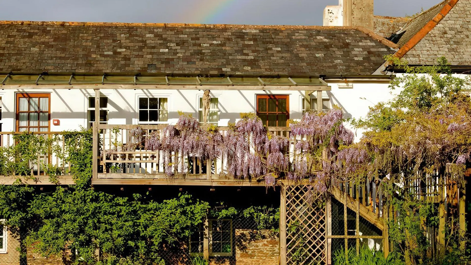 Wisteria